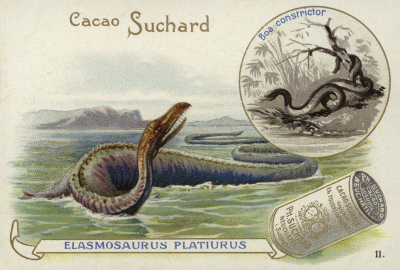 Elasmosaurus and boa constrictor by European School