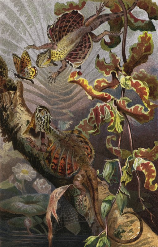 Flying Dragon by European School