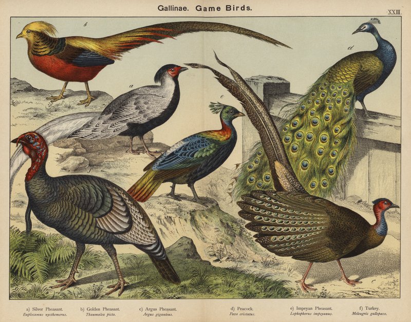 Gallinae, Game Birds by European School