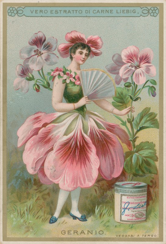Geranium Flower Girl by European School