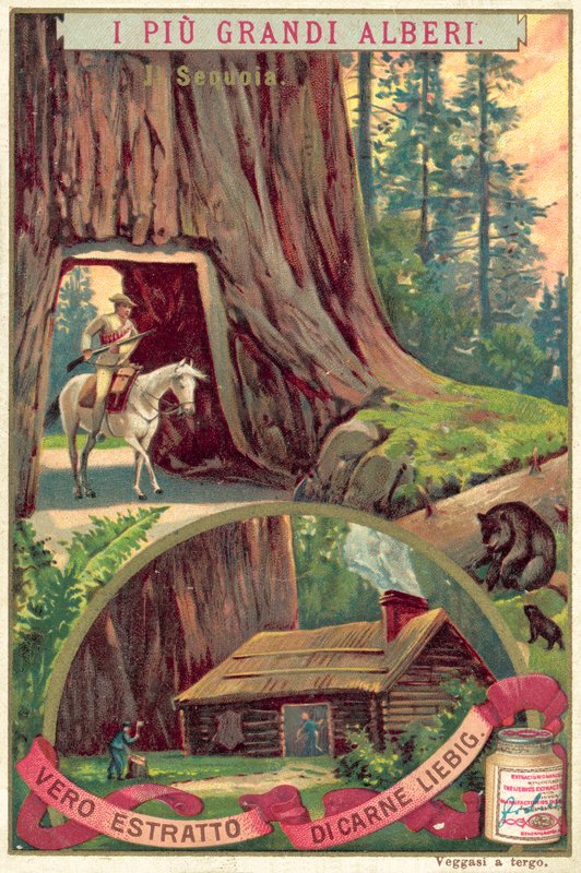 Giant Sequoia tree by European School