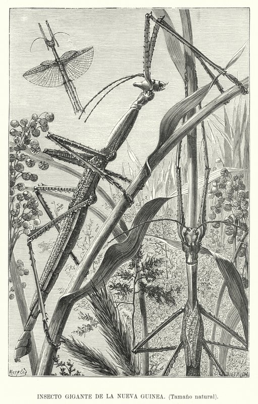 Giant insect of New Guinea by European School