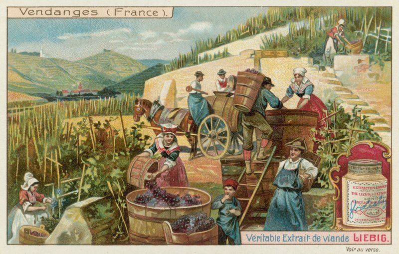 Grape Harvest in France by European School