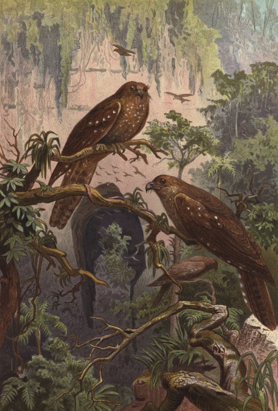 Oilbird by European School
