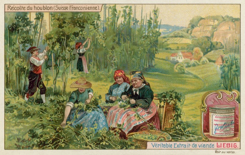 Harvesting Hops in French Switzerland by European School