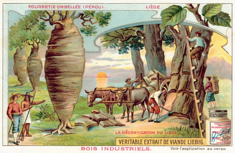 Harvesting bark from trees in Peru by European School
