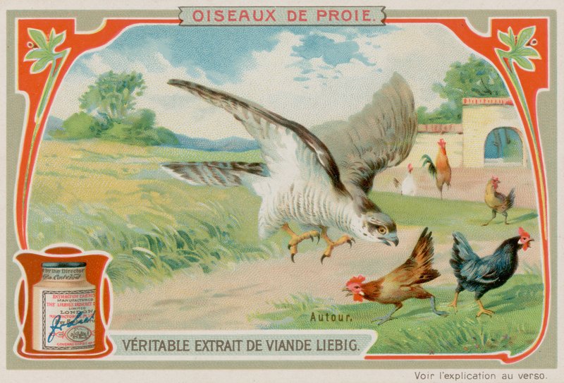 Hawk by European School