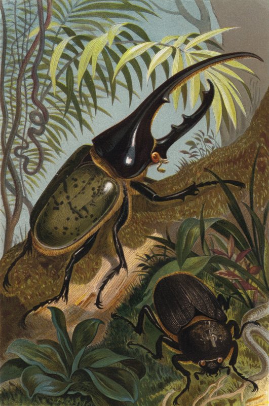 Hercules Beetle by European School