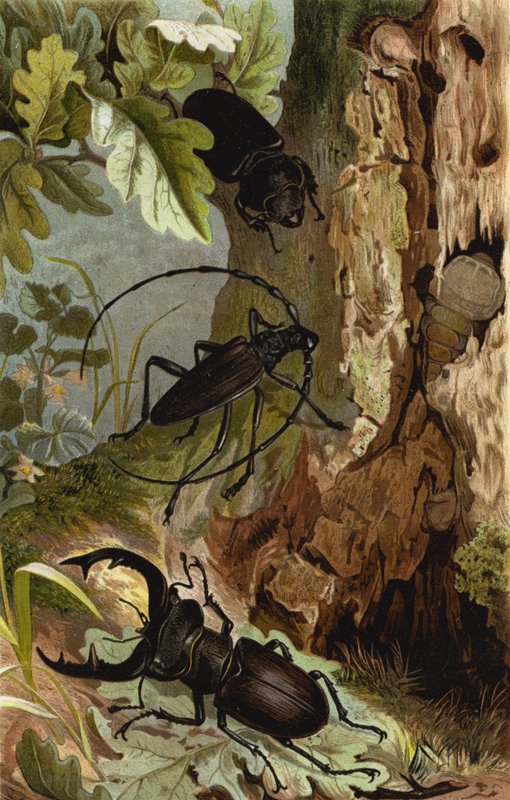 Stag Beetle and Longhorn Beetle by European School