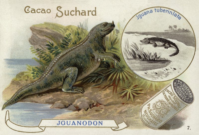 Iguanodon and Iguana Tuberinlata by European School