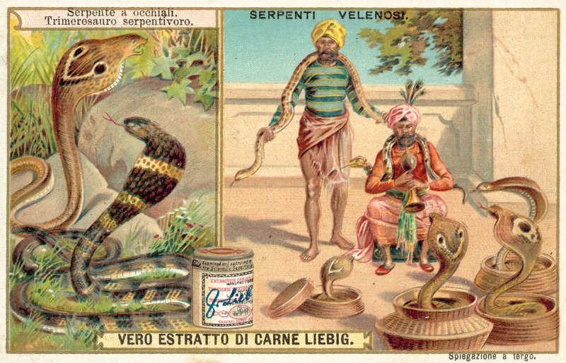 Indian Cobra and Pit Viper by European School