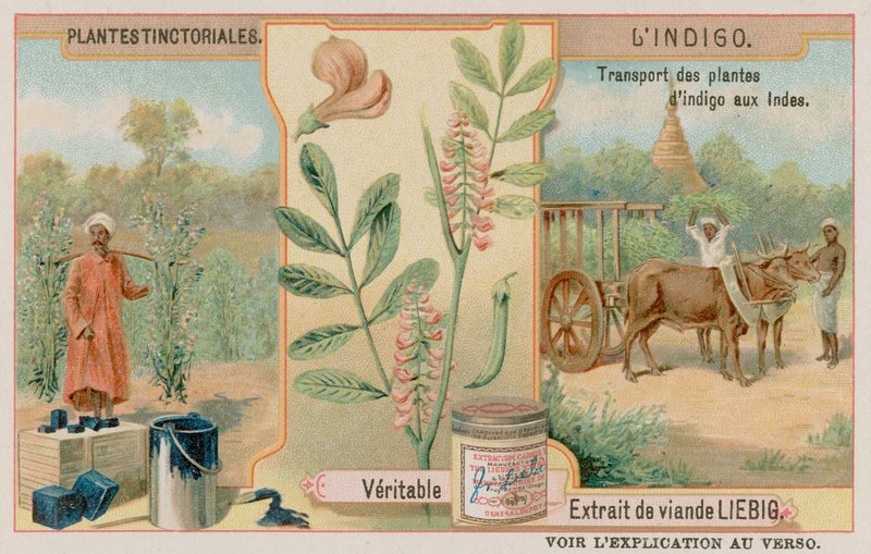 Indigo and Its Transport from India by European School