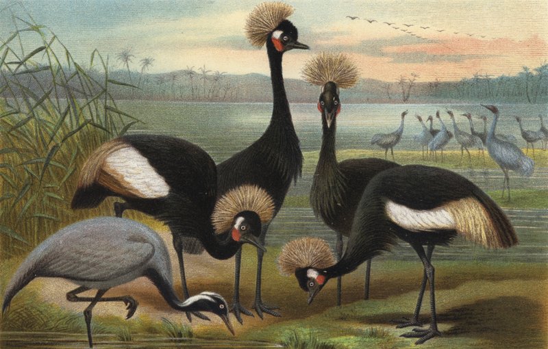 Virgins and Peacock Crane by European School