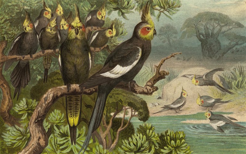 Cockatoo, Corella by European School