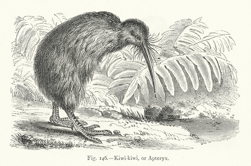 Kiwi-kiwi, or Apteryx by European School