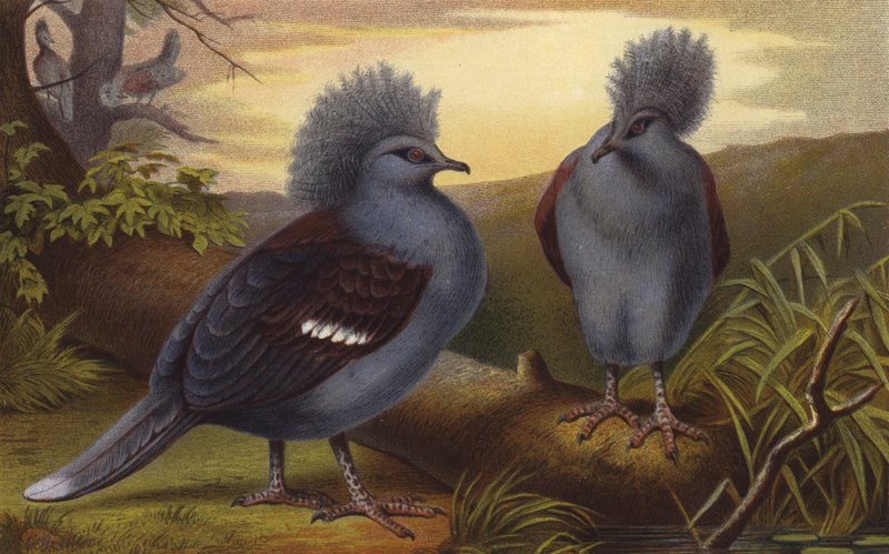 Crown Pigeons by European School