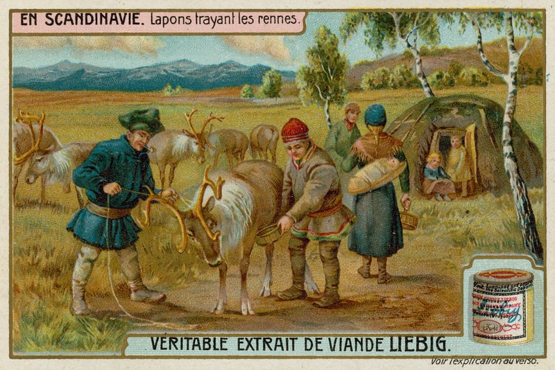 Laplanders Milking Reindeer by European School