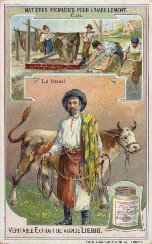 Leather: Cattle by European School