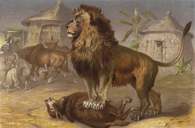 Lion in the Seriba by European School