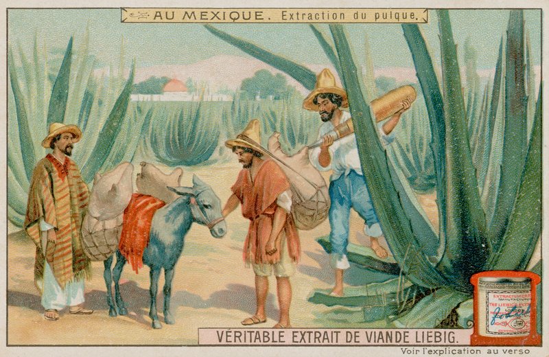 Mexican Extracting Pulque From a Cactus by European School