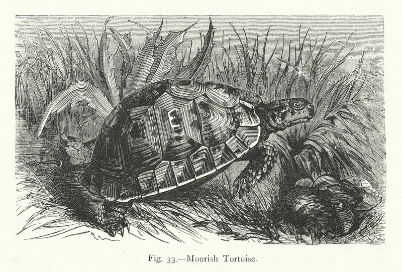 Moorish Tortoise by European School