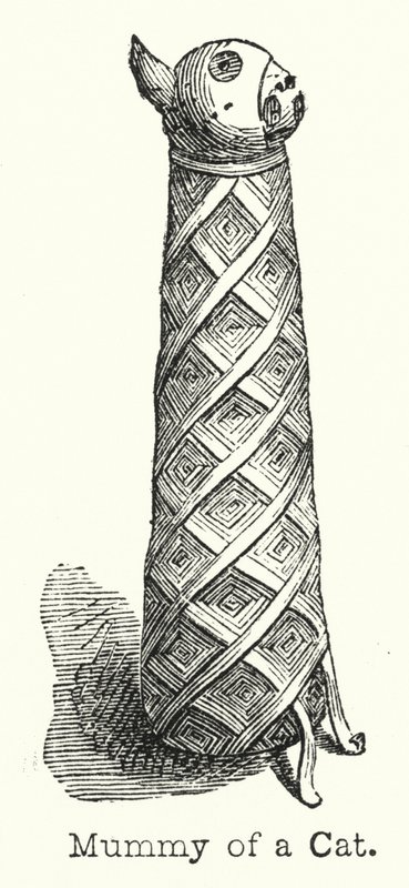 Mummy of a Cat by European School