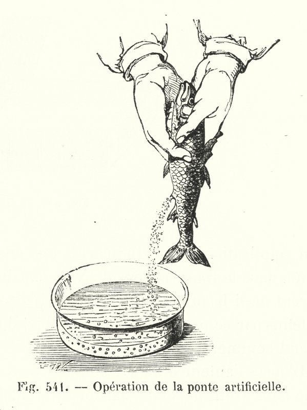 Artificial Spawning Operation (engraving) by European School