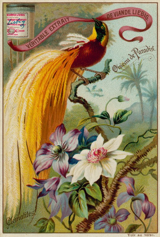 Bird of Paradise and Clematis by European School