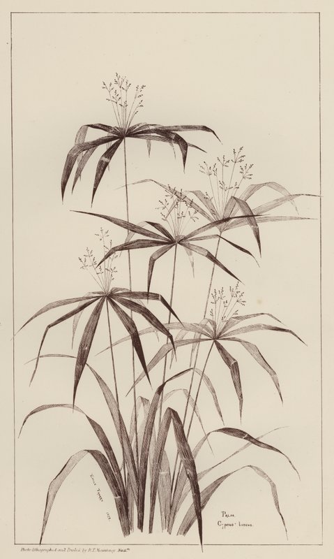 Palm Cyperus Luscus by European School