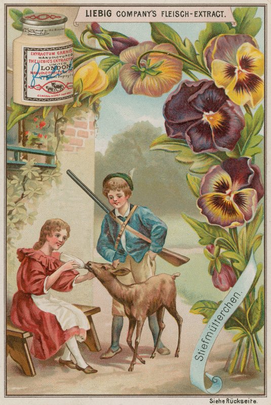 Pansy by European School