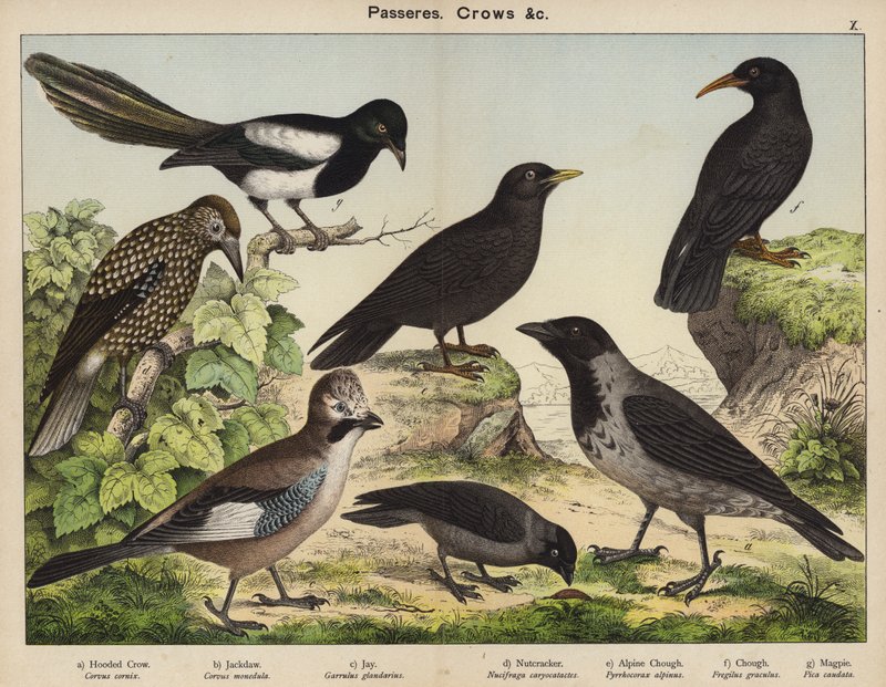 Passeres, Crows by European School