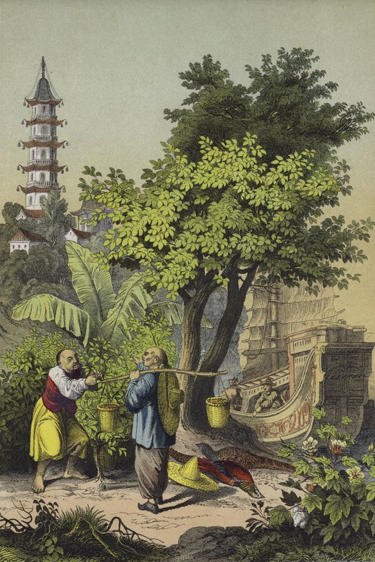 People and Plants of China by European School
