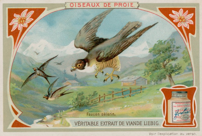 Peregrine Falcon by European School