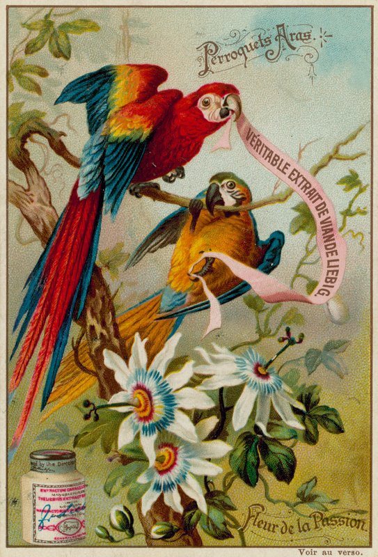 Macaws and Passion Flower by European School