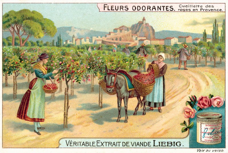 Picking Roses in Provence by European School