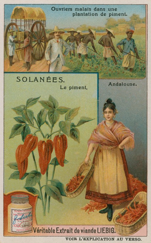 Pimento Pepper by European School