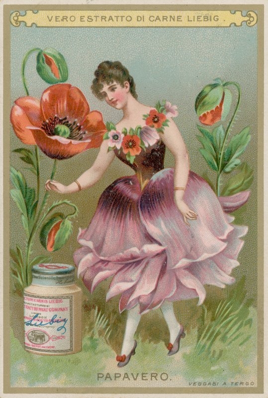 Poppy Flower Girl by European School