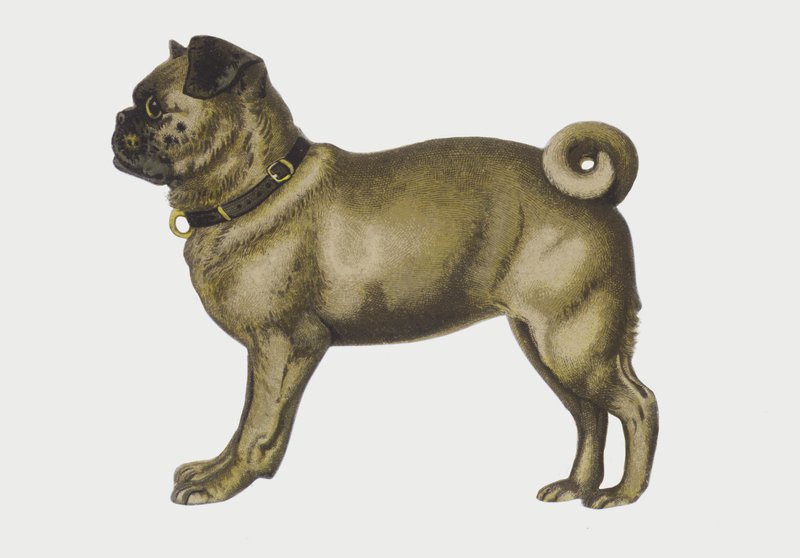Portrait of a Pug Dog by European School
