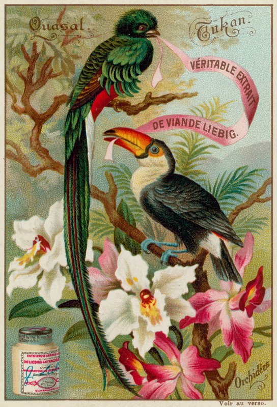 Quetzal, Toucan and Orchids by European School