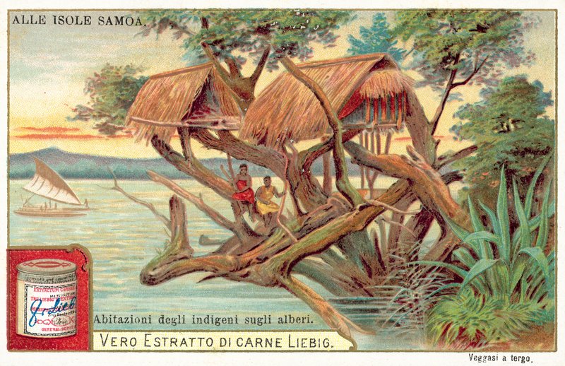 Samoan Tree House by European School
