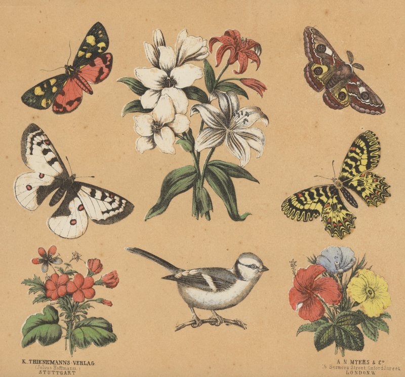 Scraps for Juveniles by European School