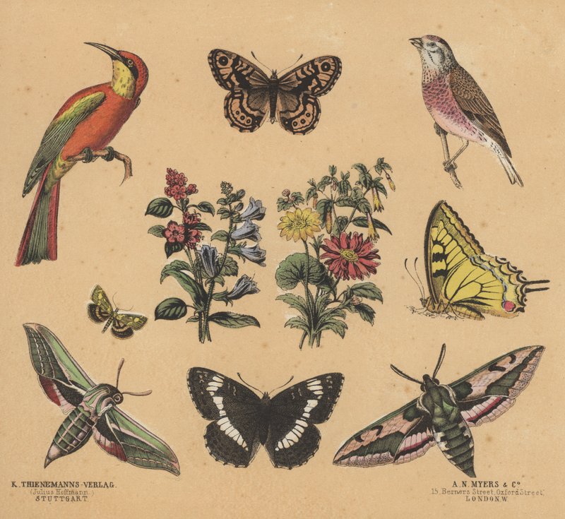 Scraps for Juveniles by European School