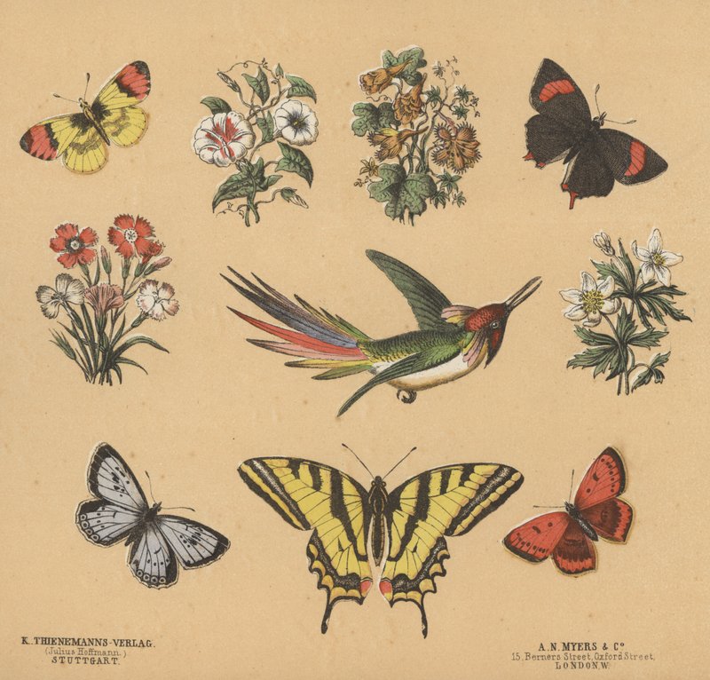 Scraps for Juveniles by European School