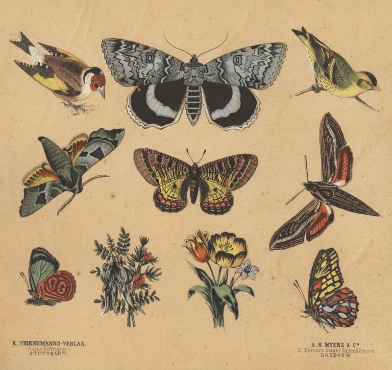 Scraps for Juveniles by European School