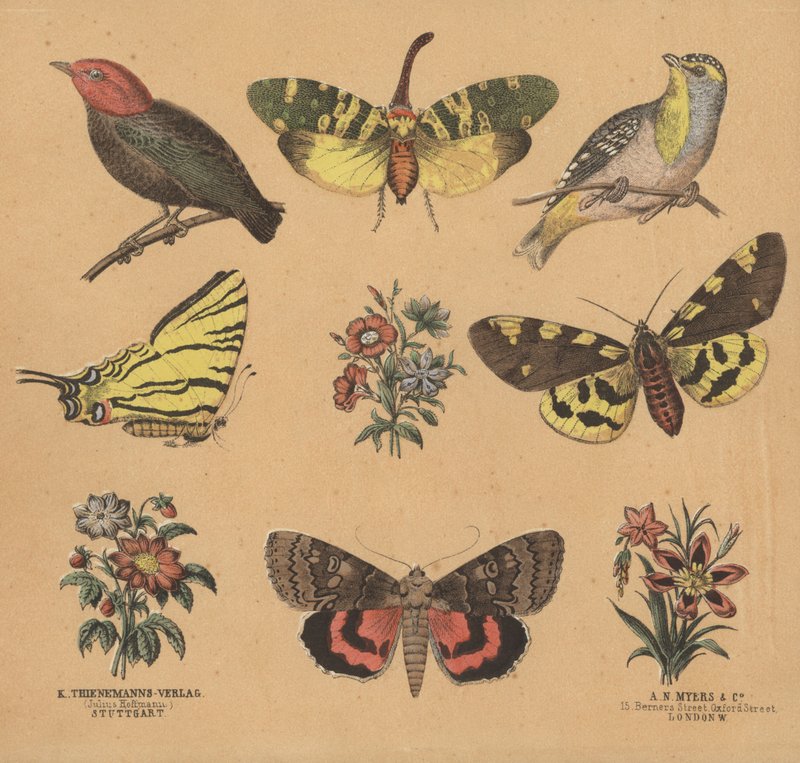 Scraps for Juveniles by European School