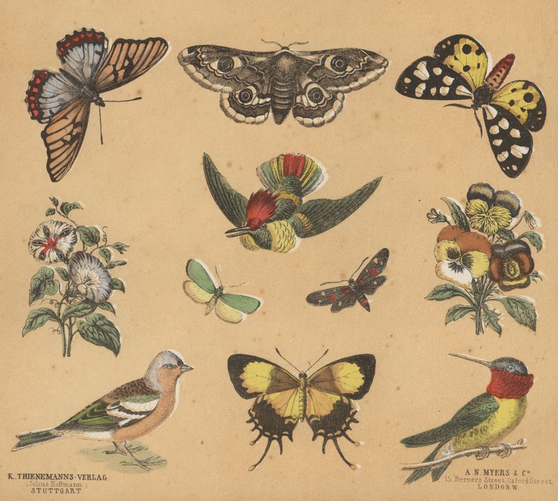Scraps for Juveniles by European School
