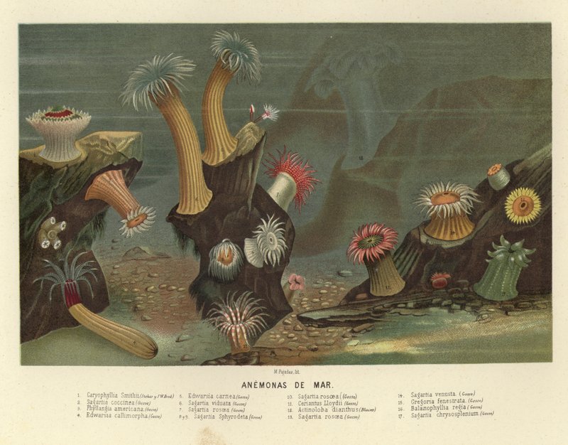 Sea Anemones by European School