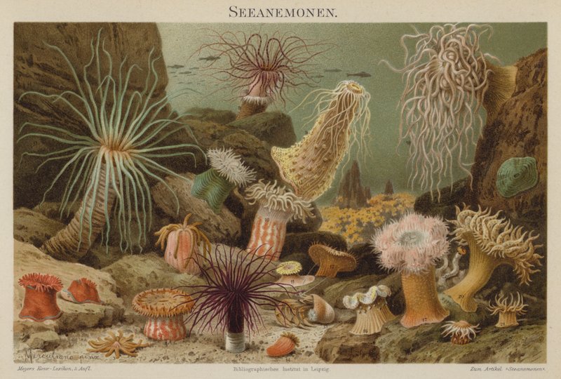 Sea Anemones by European School
