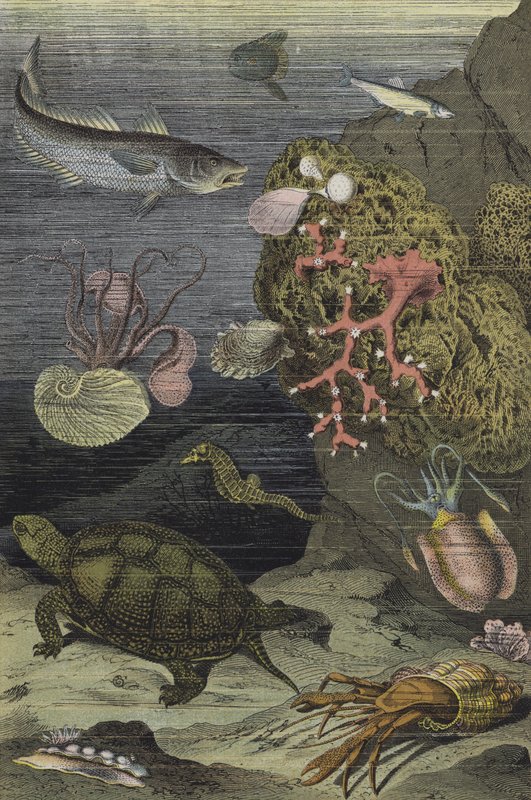 Sea Life of the Mediterranean by European School