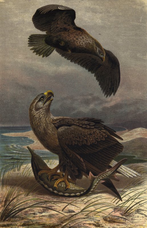 Sea Eagle by European School